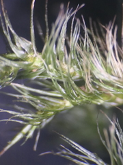 Dicranoloma menziesii