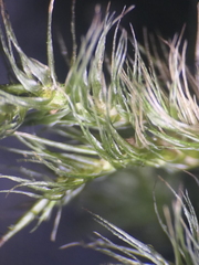 Dicranoloma menziesii