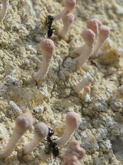 Ochetellus glaber
