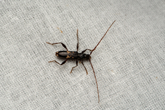 Coptocercus furvus