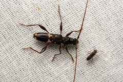 Coptocercus furvus