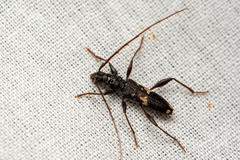 Coptocercus furvus