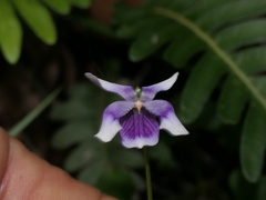 Viola banksii