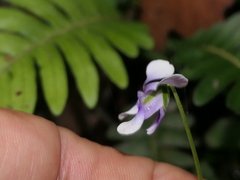 Viola banksii