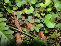 Viola banksii