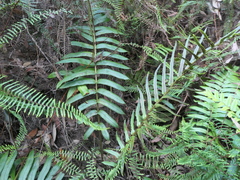 Blechnum gregsonii