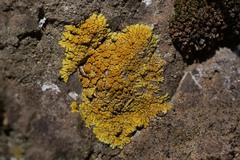 Variospora flavescens