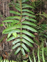Blechnum gregsonii