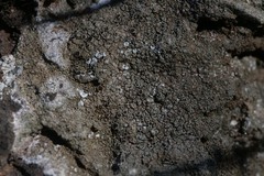 Lecanora campestris