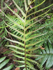 Blechnum gregsonii
