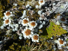 Leucogenes grandiceps