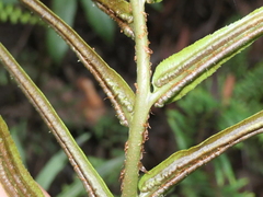 Blechnum gregsonii