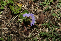 Scaevola aemula