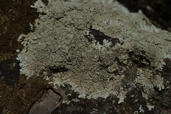 Xanthoparmelia stenophylla