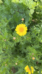 Glebionis coronaria