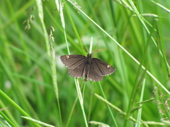 Heteropterus morpheus