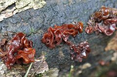 Phaeotremella fimbriata