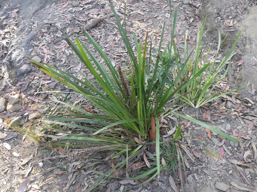 Lomandra longifolia