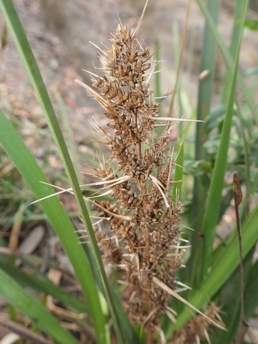 Lomandra longifolia