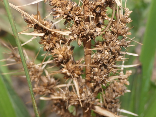 Lomandra longifolia