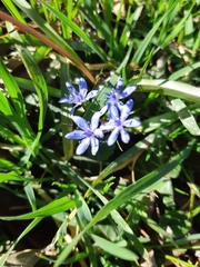 Scilla vindobonensis