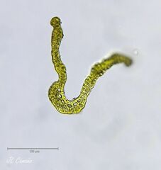 Grimmia lisae