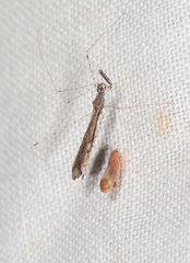 Empicoris rubromaculatus