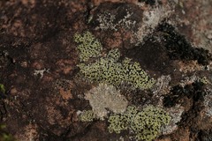 Rhizocarpon geographicum