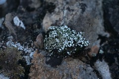 Cladonia foliacea
