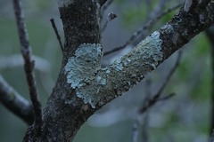 Flavoparmelia soredians