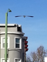 Nycticorax nycticorax