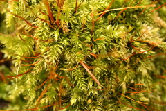 Herzogiella seligeri