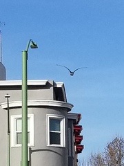 Nycticorax nycticorax