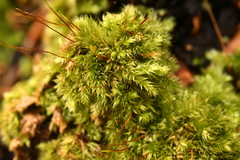 Herzogiella seligeri