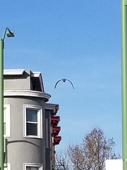 Nycticorax nycticorax