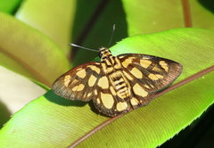 Odina hieroglyphica