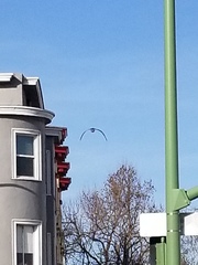 Nycticorax nycticorax