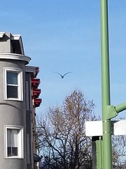 Nycticorax nycticorax