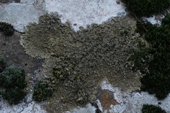 Xanthoparmelia loxodes