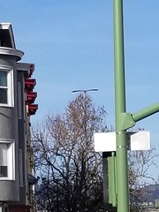 Nycticorax nycticorax