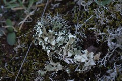 Cladonia foliacea