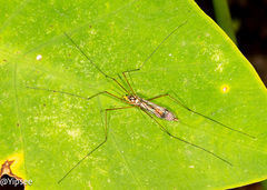 Nephrotoma appendiculata