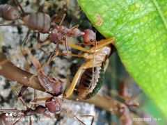 Macrotermes carbonarius