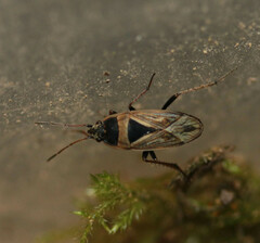 Xanthochilus quadratus