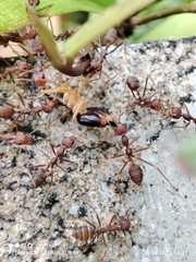 Macrotermes carbonarius