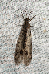 Glenoleon meteoricus