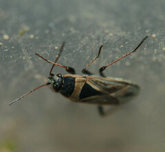 Xanthochilus quadratus