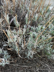 Lavandula
