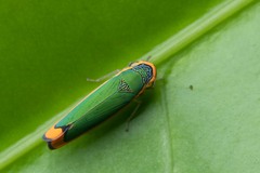 Stephanolla rufoapicata