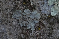 Punctelia subrudecta